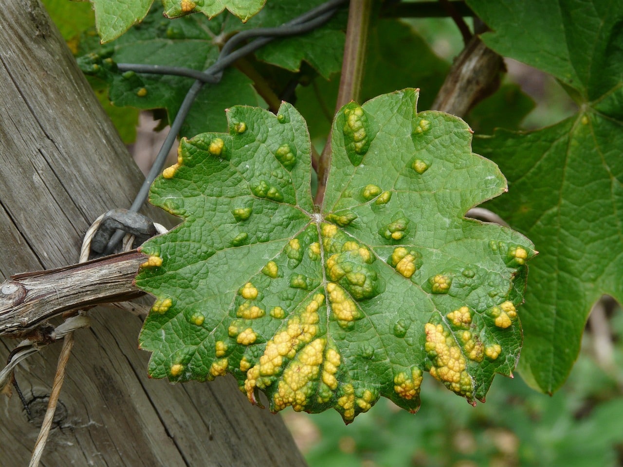 Cloque Du P Cher En Permaculture Pr Vention Et Traitement Naturels